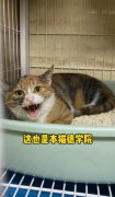 猫德学院三号楼什么梗？猫德学院是干嘛的？