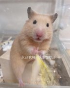鼠鼠我啊是什么梗？鼠鼠我啊真的生气了是什么梗？