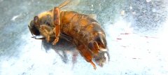 蜂王死了蜂群会跑吗？或蜂群灭亡或选出新蜂王