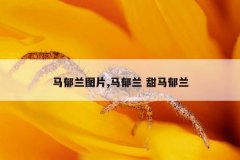 马郁兰图片,马郁兰 甜马郁兰