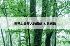 世界上最吓人的蜘蛛,人头蜘蛛