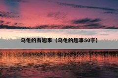 乌龟的有趣事（乌龟的趣事50字）